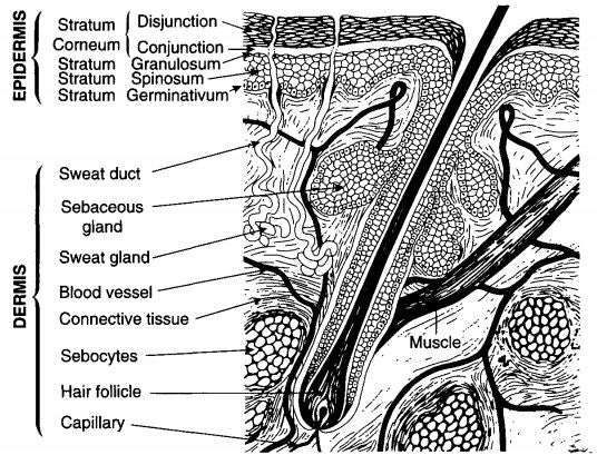A Quick Overview of skin anatomy and physiology